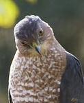 Coopers Hawk 9760